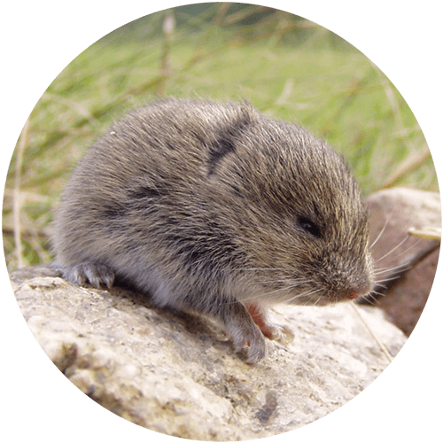 Vole