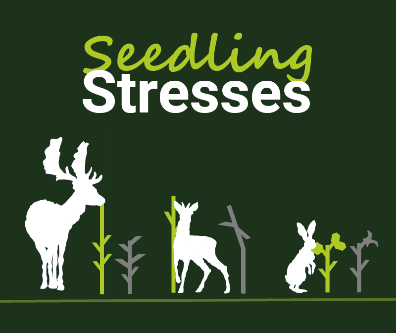 Seedling stresses