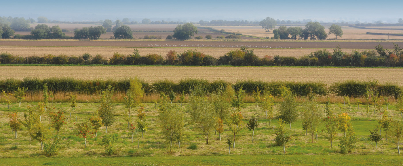 View over woodland British Hardwood Tree Nursery