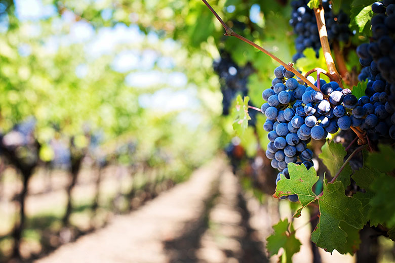 Protecting vines