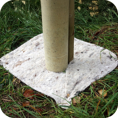 Weed control options